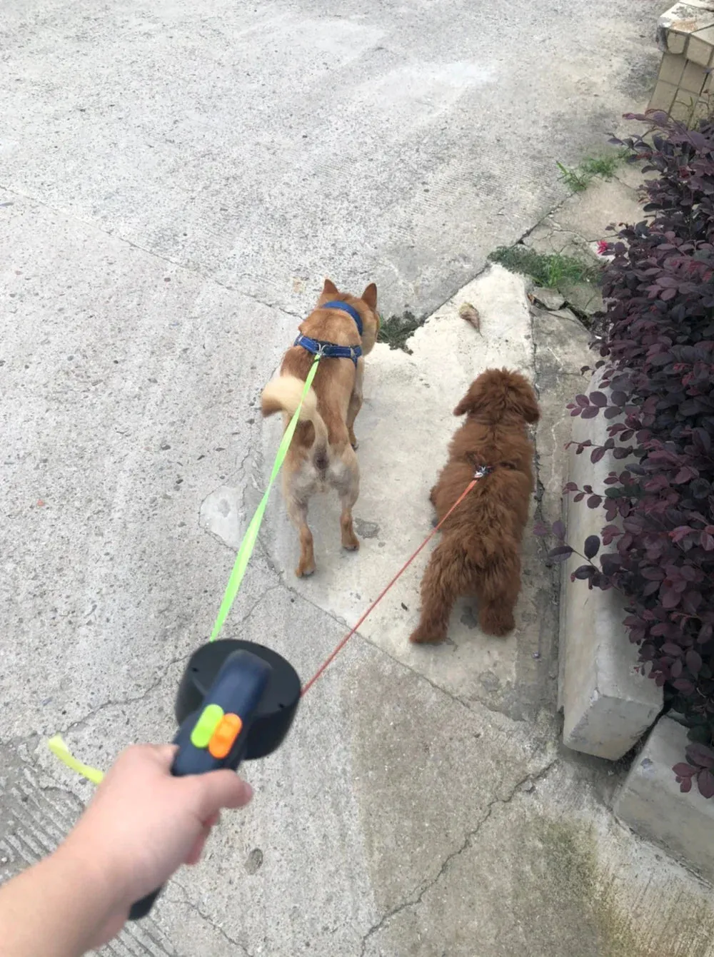 Dual Retractable Dog Leash with Flashlight – No-Tangle Reflective Design